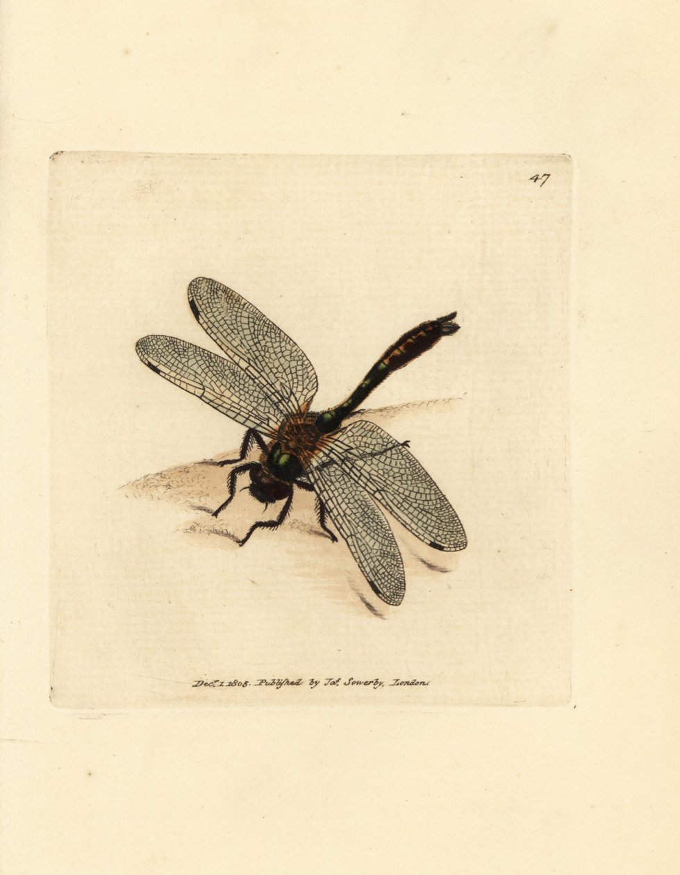 Glänzende Smaragdlibelle, Cordulia aenea. Handkolorierter Kupferstich von James Sowerby aus The British Miscellany, or Coloured figures of new, rare, or little known animal subjects von James Sowerby
