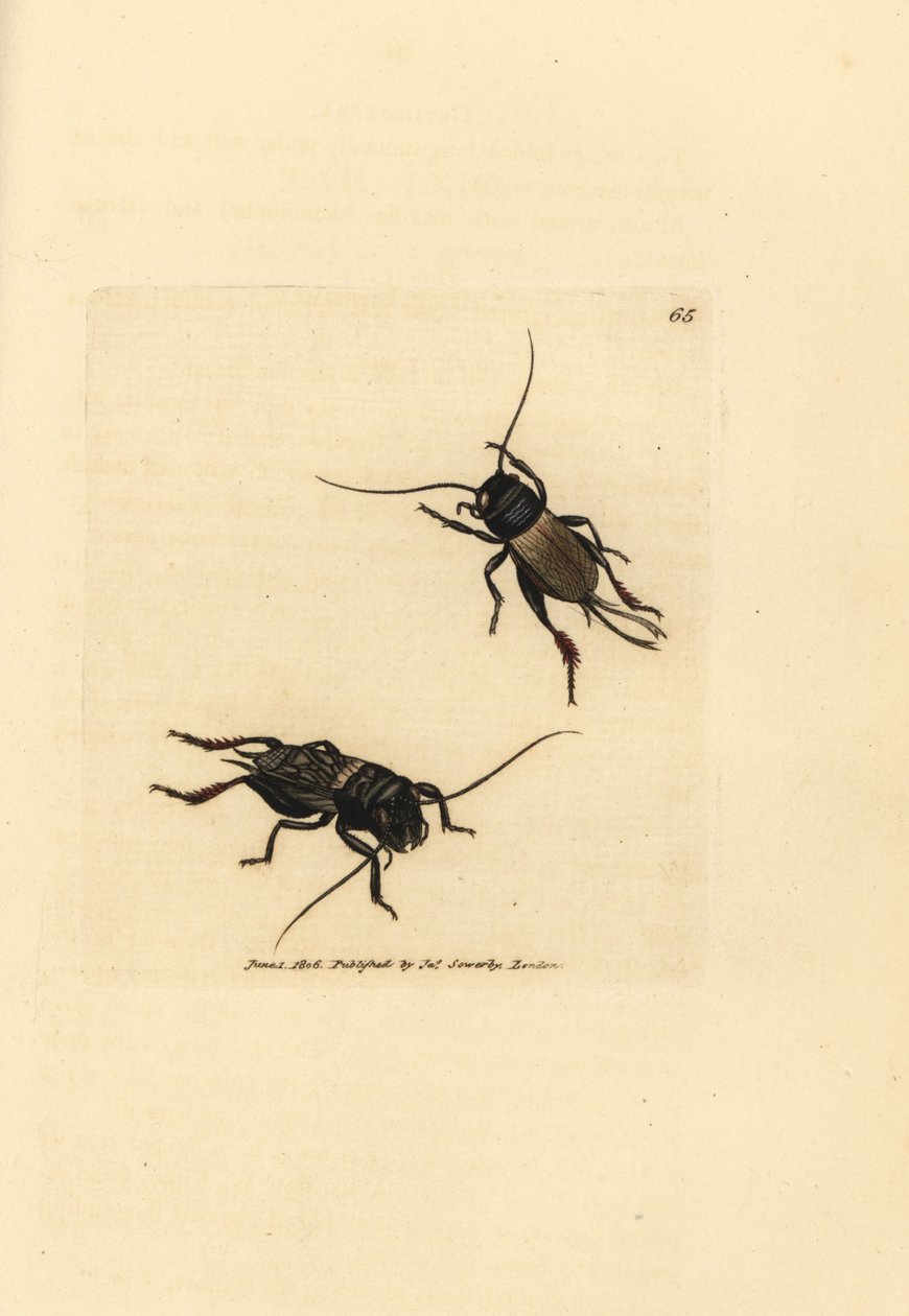 Feldgrille, Gryllus campestris (Accheta campestris). Handkolorierte Kupferstichgravur von James Sowerby aus The British Miscellany, oder Coloured figures of new, rare, or little known animal subjects. von James Sowerby