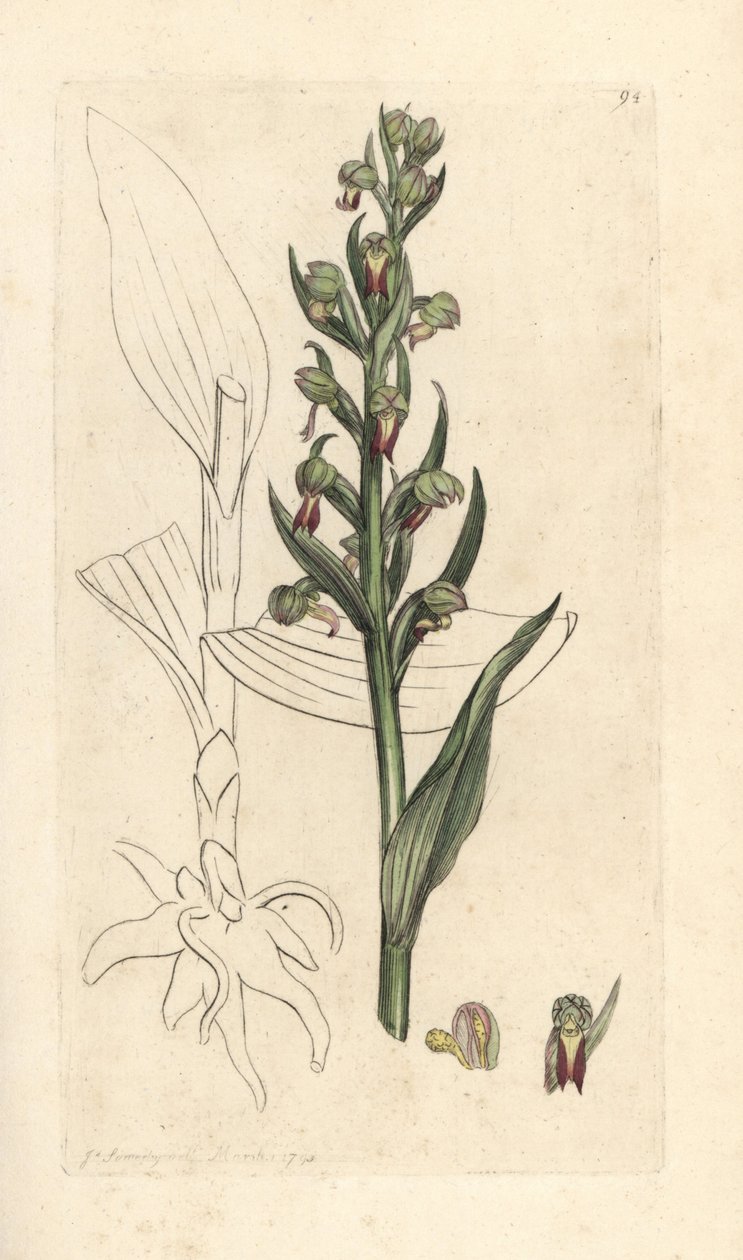 Frosch-Orchidee, Dactylorhiza viridis. Handkolorierter Kupferstich nach einer Illustration von James Sowerby aus James Smiths English Botany, London von James Sowerby