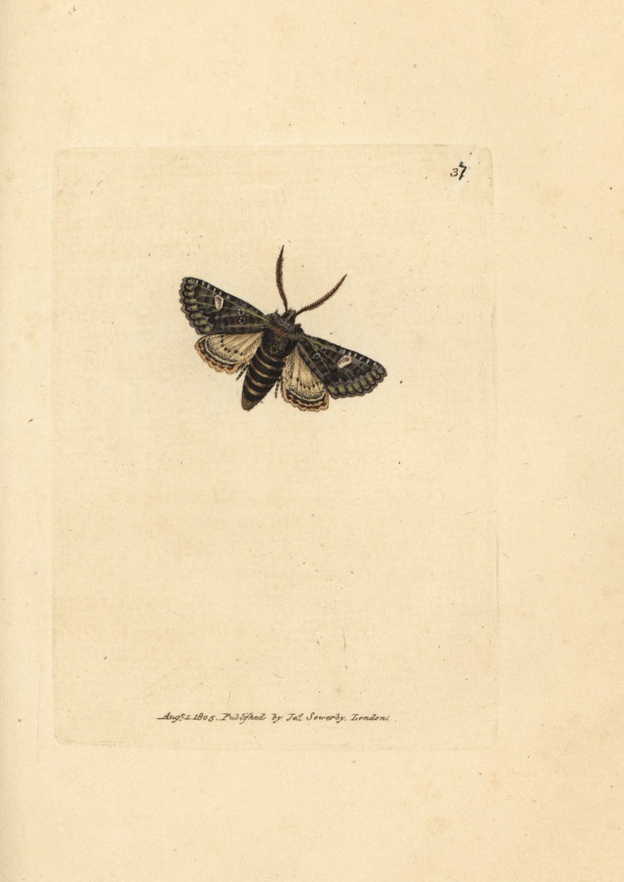 Grünlich gefleckte Motte, Valeria oleagina. Handkolorierter Kupferstich von James Sowerby aus The British Miscellany, or Coloured figures of new, rare, or little known animal subjects von James Sowerby