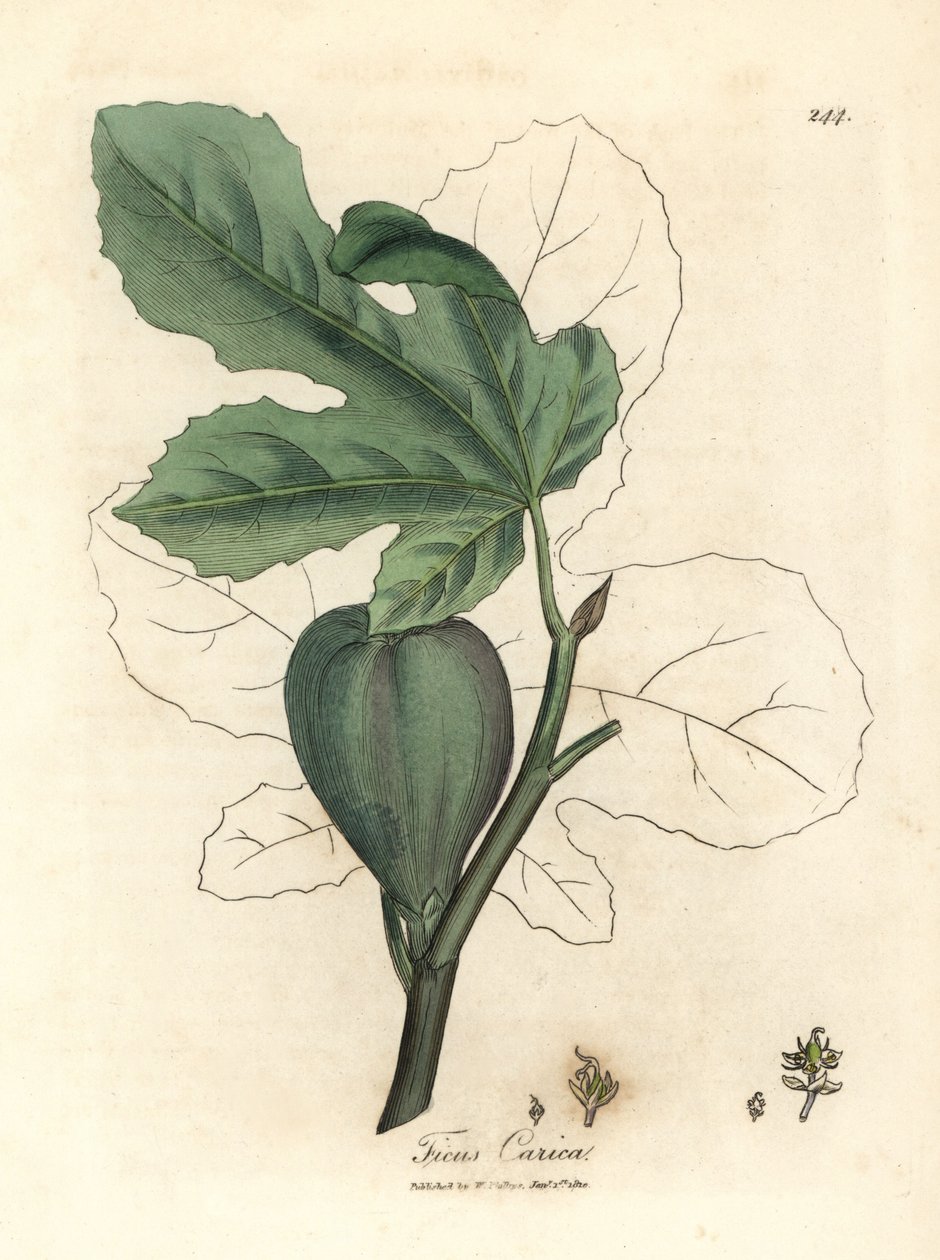 Grüne Feige, Frucht, Blätter, Blattumriss, Ficus carica von James Sowerby