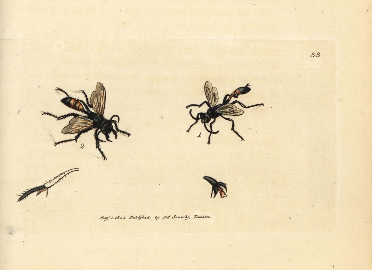 Haarige Sandwespe, Podalonia hirsuta von James Sowerby
