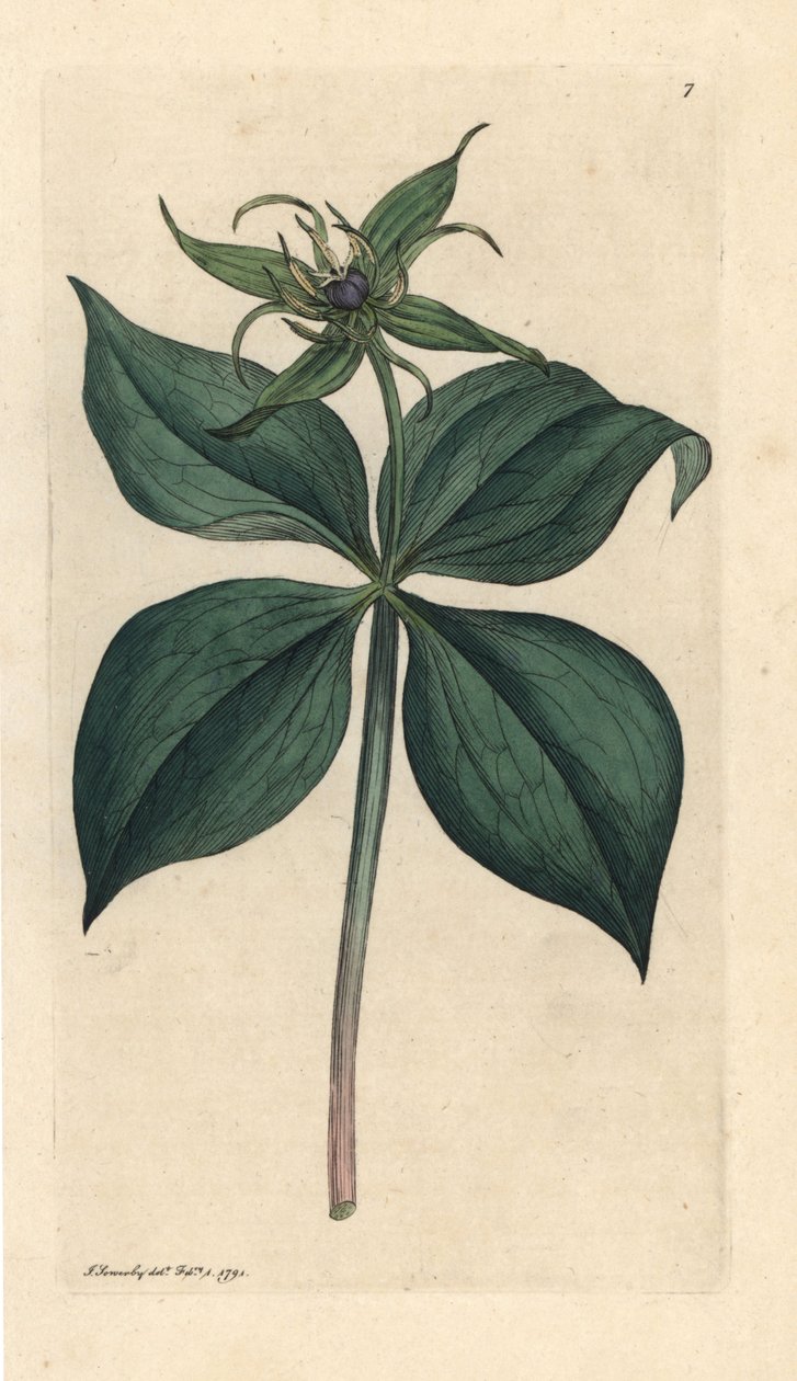 Vierblättrige Einbeere, Paris quadrifolia. Handkolorierter Kupferstich nach einer Illustration von James Sowerby aus James Smiths English Botany, London von James Sowerby