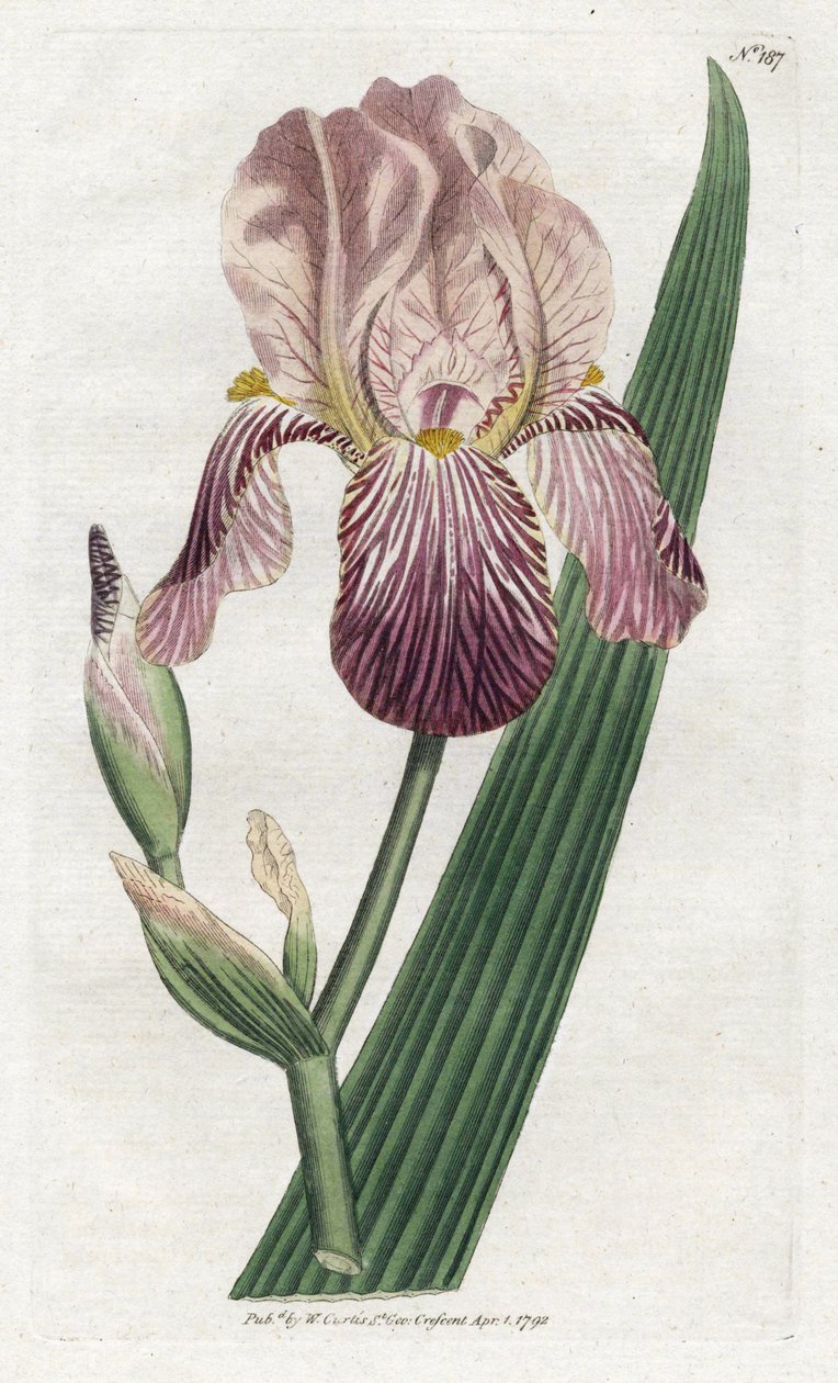 Iris mit Holunderduft - Lithografie von James Sowerby (1757-1822), Platte aus William Curtis
