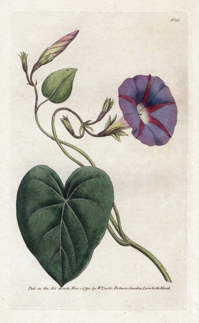Morning Glory oder Ipomee - Lithographie von James Sowerby, aus William Curtis