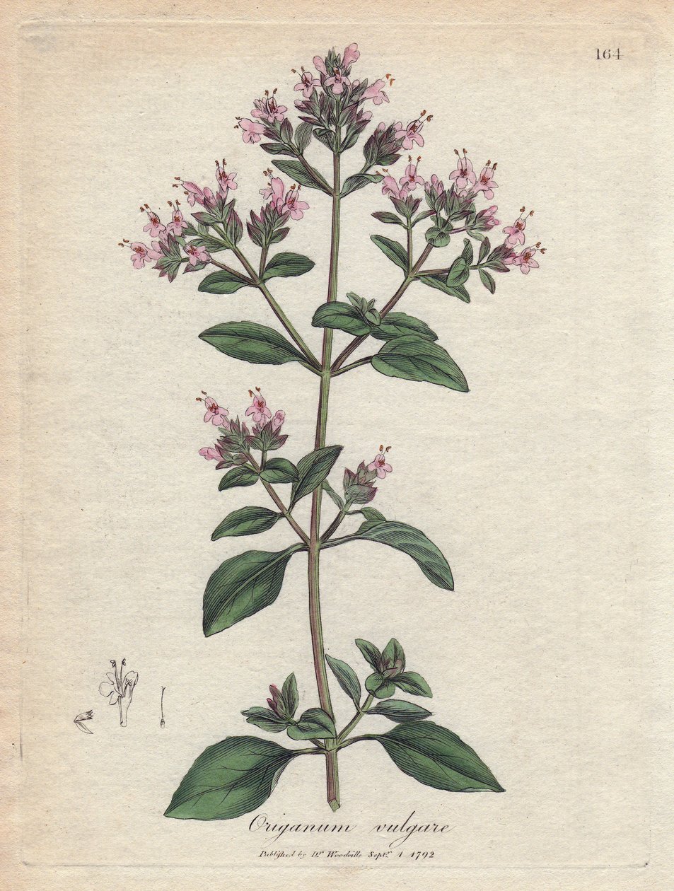 Oregano von James Sowerby