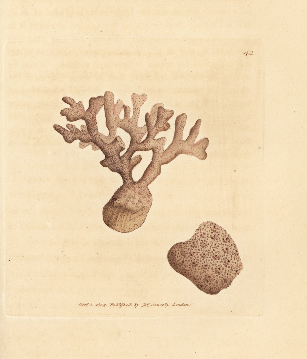 Porella compressa von James Sowerby
