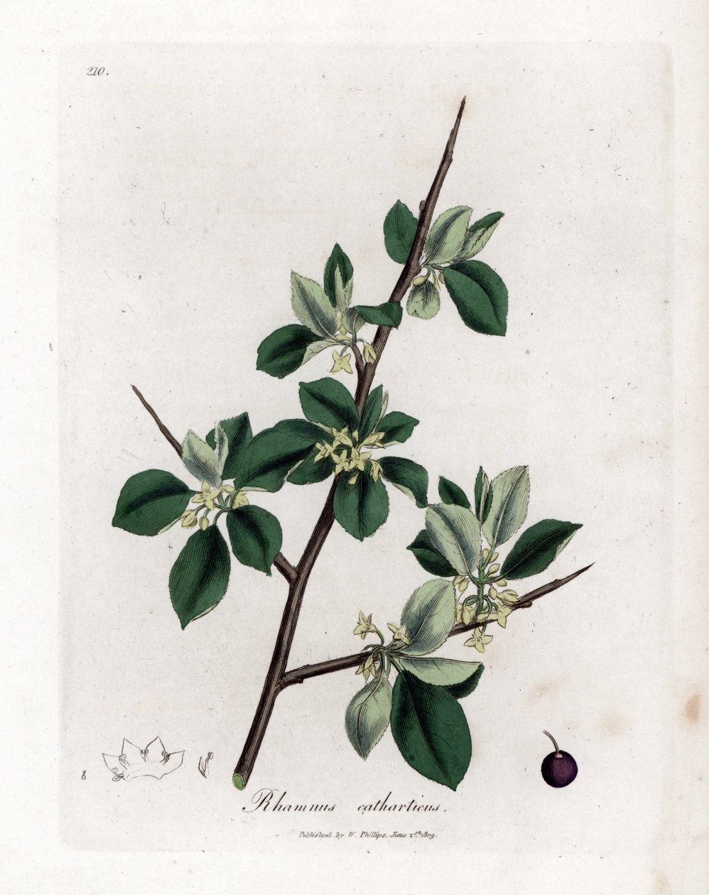 Abführender oder kathartischer Faulbaum - Abführender Faulbaum, Rhamnus catharticus. Handkolorierte Kupferstichgravur aus einer botanischen Illustration von James Sowerby aus William Woodville und Sir William Jackson Hooker