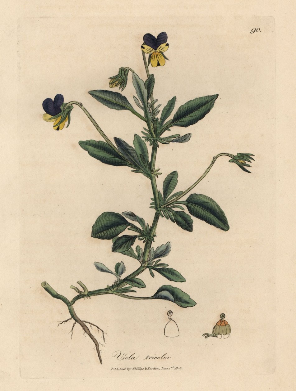 Purpur- und gelbe Stiefmütterchen, Viola tricolor von James Sowerby