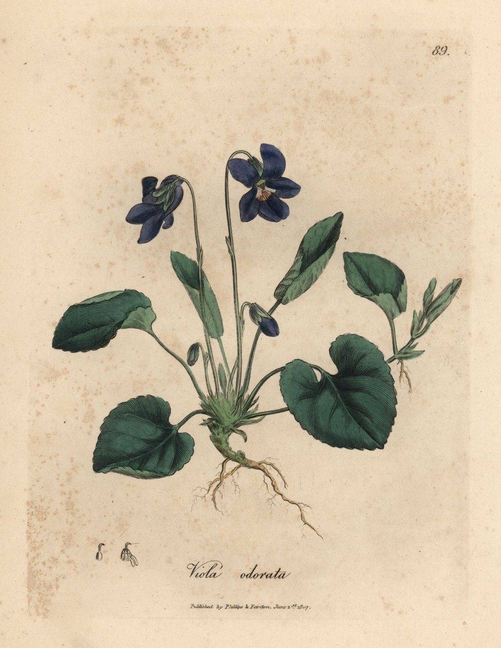 Purpurblühendes Duftveilchen, Viola odorata von James Sowerby