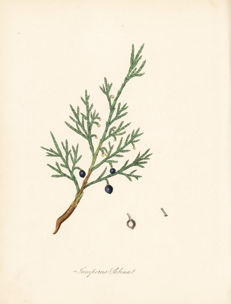 Sabine Wacholder - Gemeiner Sadebaum oder Wacholder Sadebaum, Juniperus sabina. Aus einer Illustration von James Sowerby aus William Woodville und Sir William Jackson Hooker