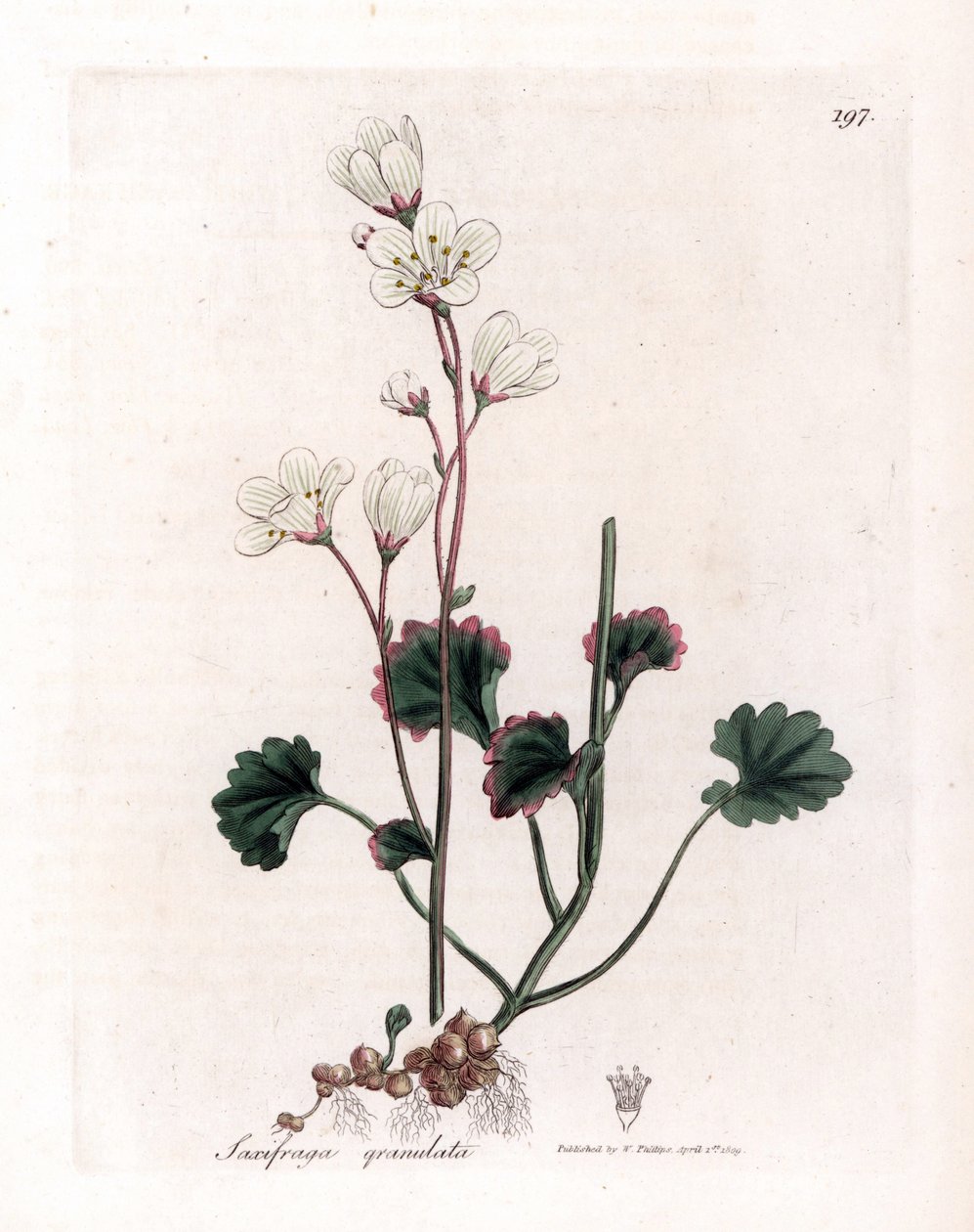 Saxifrage granulee oder Bulbbles - Weiße Saxifrage, Saxifraga granulata. Handkolorierte Kupferstichgravur von James Sowerby aus William Woodville und Sir William Jackson Hooker