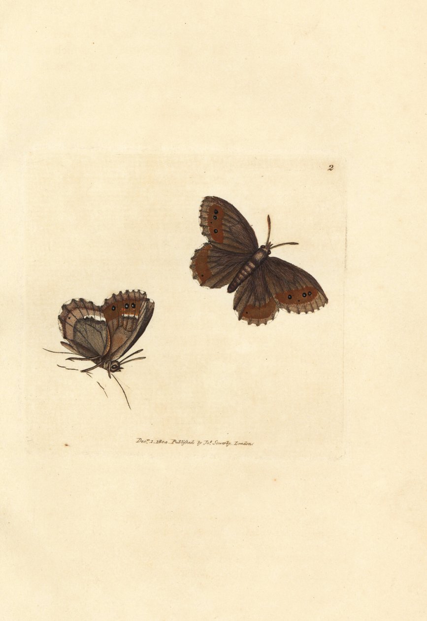 Schottischer Argusfalter, Erebia aethiops (Papilio blandina). Handkolorierter Kupferstich von James Sowerby aus The British Miscellany, oder Coloured figures of new, rare, or little known animal subjects. von James Sowerby