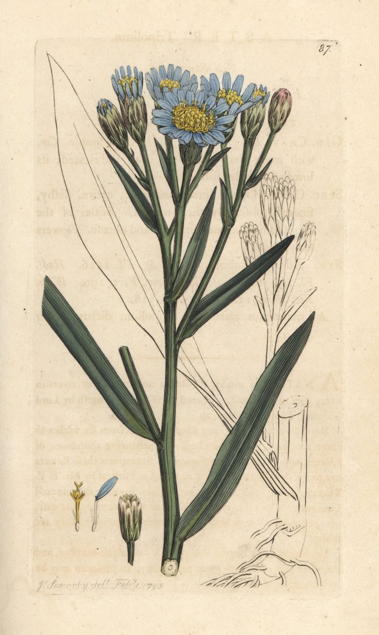 Strand-Aster, Tripolium pannonicum subsp. tripolium von James Sowerby