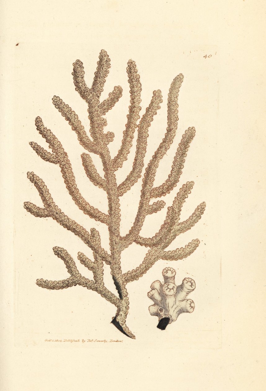 Seefächer, Gorgonia species (Schlanke Gorgonie, Gorgonia viminalis?). Handkolorierter Kupferstich von James Sowerby aus The British Miscellany, oder Coloured figures of new, rare, or little known animal subjects. von James Sowerby