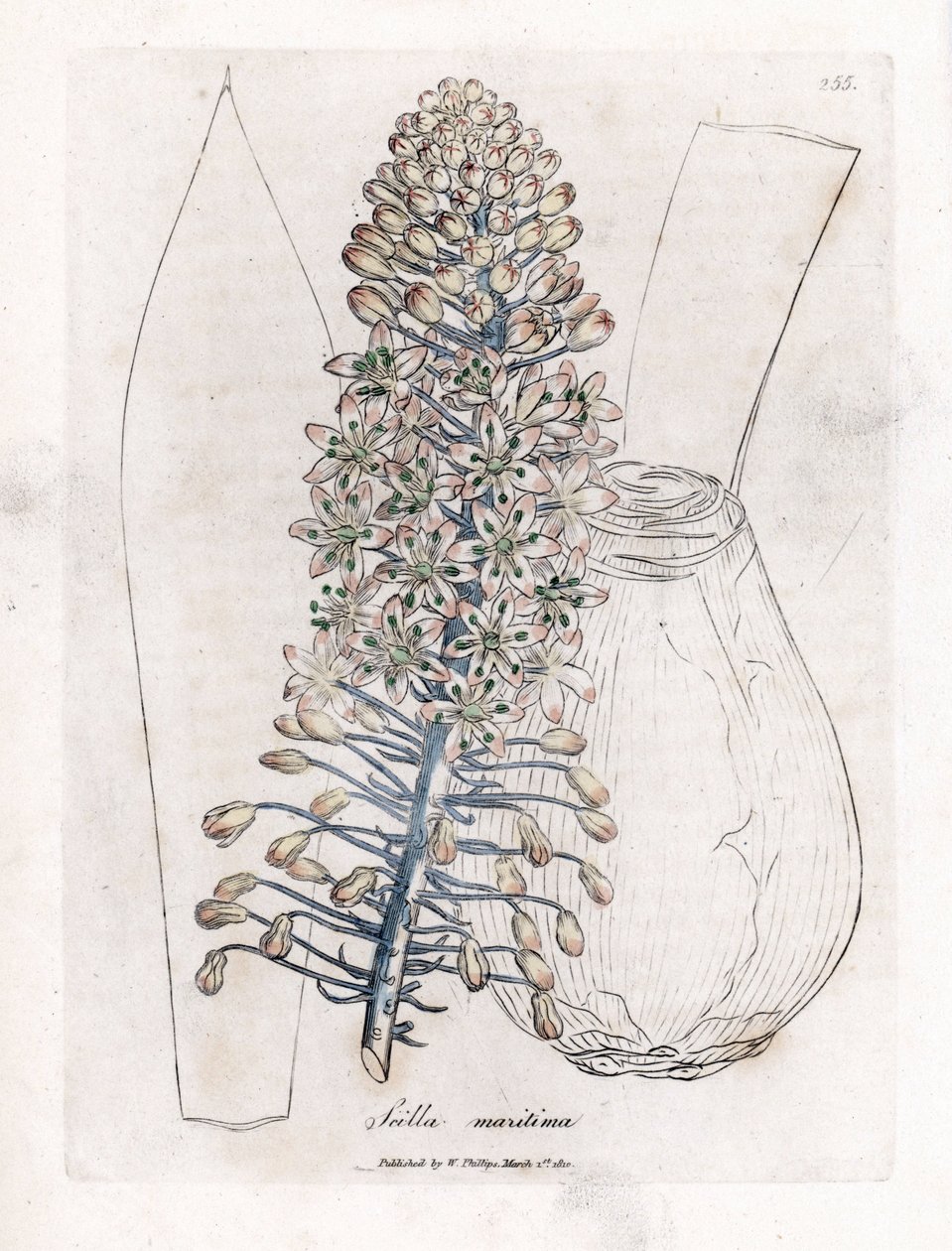 Meereszwiebel oder Scilla, Drimia maritima. Handkolorierte Kupferstichgravur von James Sowerby aus William Woodville und Sir William Jackson Hooker