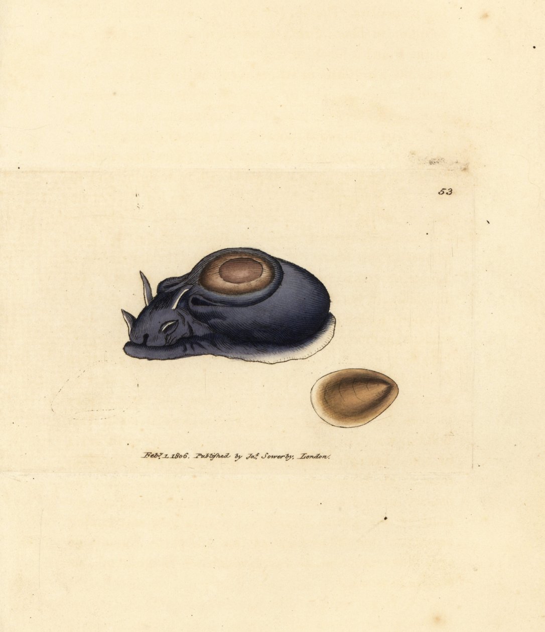 Meeresnacktschnecke oder Seehase, Aplysia punctata (Aplysia hybrida). Handkolorierte Kupferstichgravur von James Sowerby aus The British Miscellany, oder Coloured figures of new, rare, or little known animal subjects. von James Sowerby