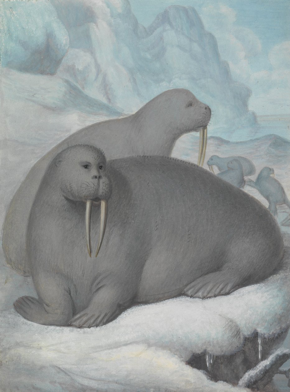 Walrosse mit Stoßzähnen von James Sowerby
