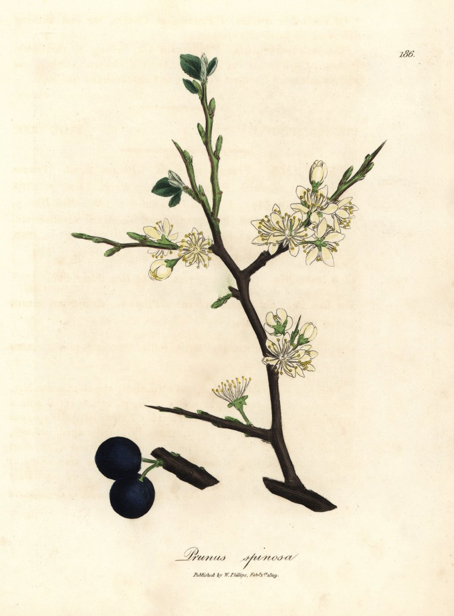 Weiße Blüten und blaue Beeren des Schlehdorns, Prunus spinosa von James Sowerby