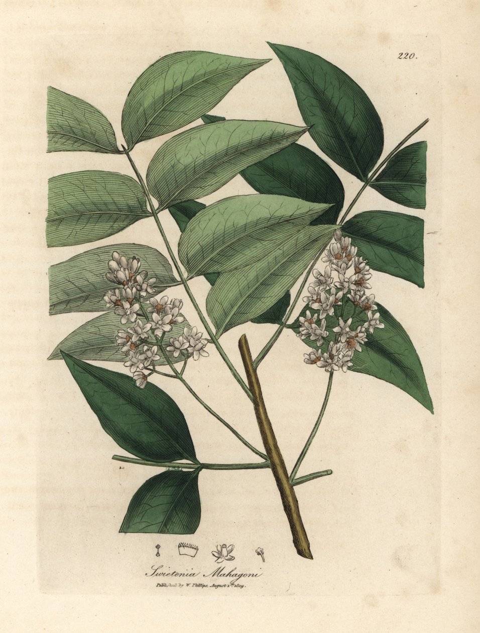 Weiß blühender Mahagonibaum, Swietenia mahogani von James Sowerby