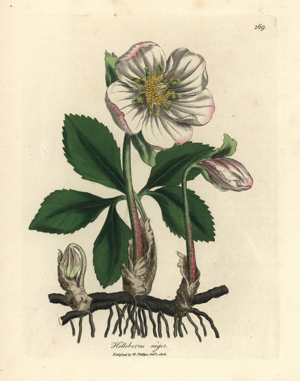 Weiß blühende Schwarze Nieswurz oder Christrose, Helleborus niger von James Sowerby