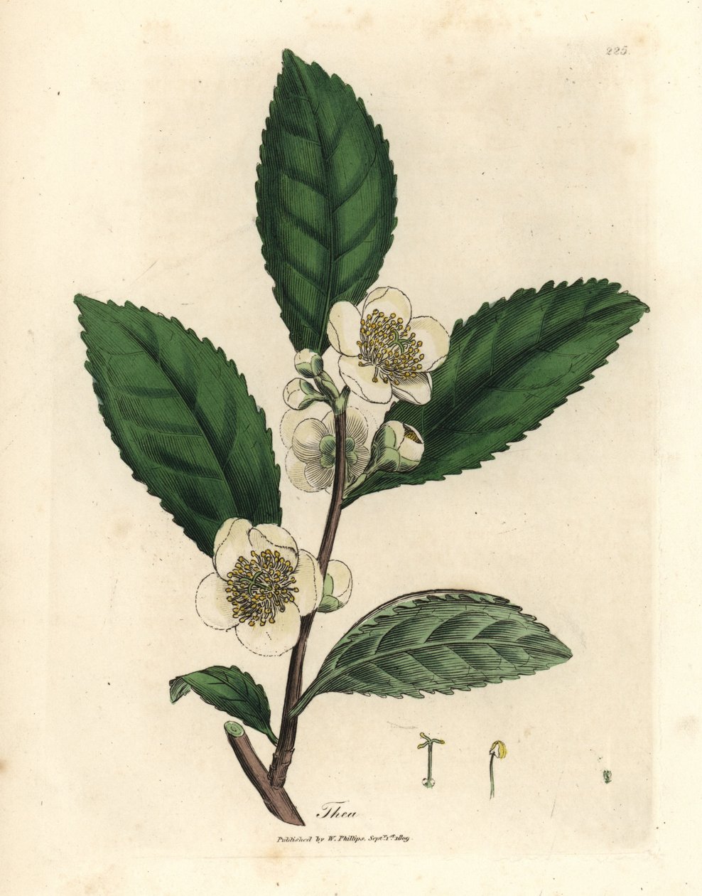 Weiße Blüten und grüne Teeblätter, Thea bohea, Camellia sinensis von James Sowerby