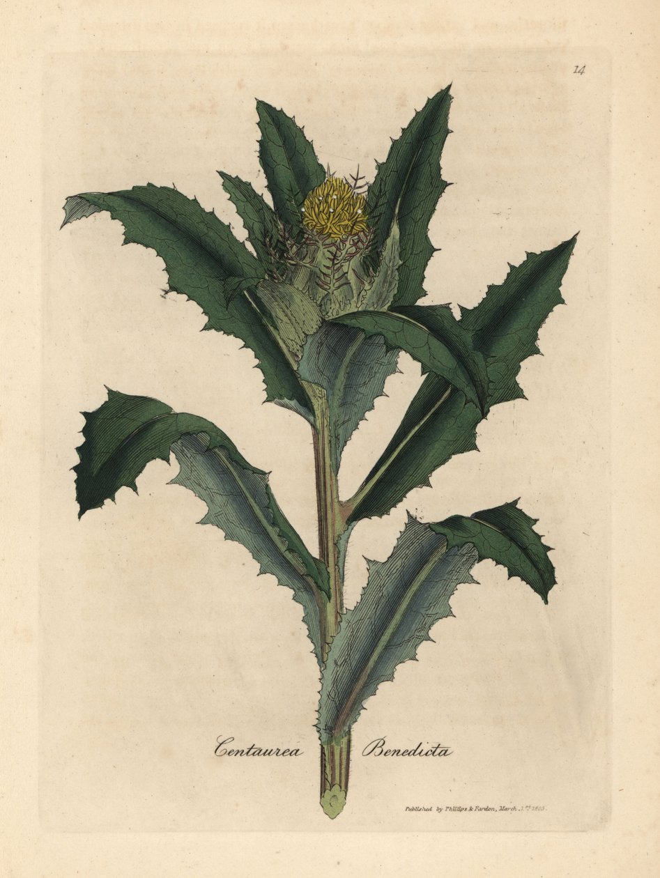 Gelb blühende Benediktenkraut, Centaurea benedicta von James Sowerby