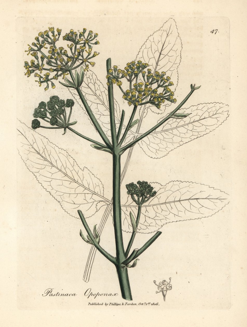 Gelbblühender Opopanax oder Rauhe Pastinake, Pastinaca opopanax von James Sowerby