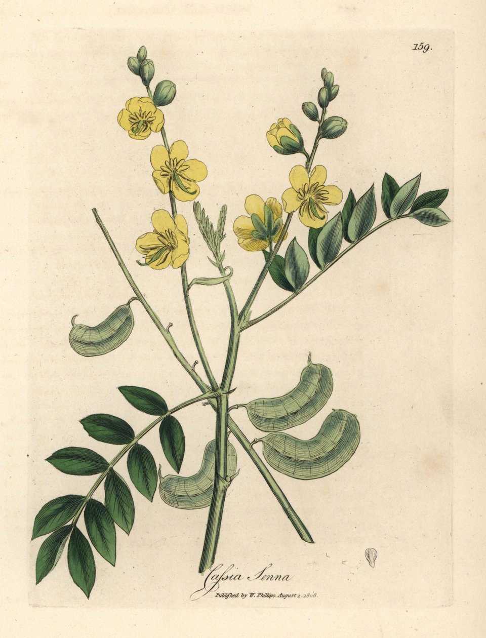 Gelbblühende Senna oder ägyptische Kassie mit Samenkapseln, Cassia senna von James Sowerby