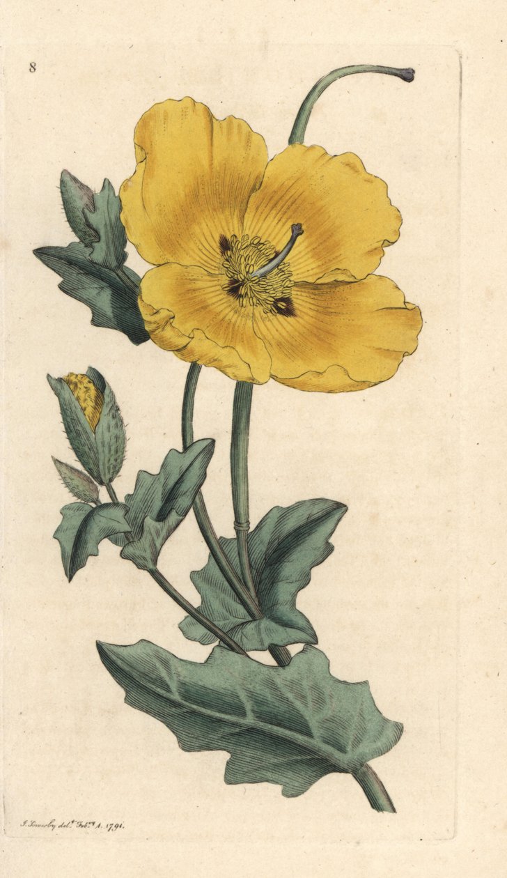 Gelbes Hornmohn, Glaucium flavum. Handkolorierter Kupferstich nach einer Illustration von James Sowerby aus James Smith