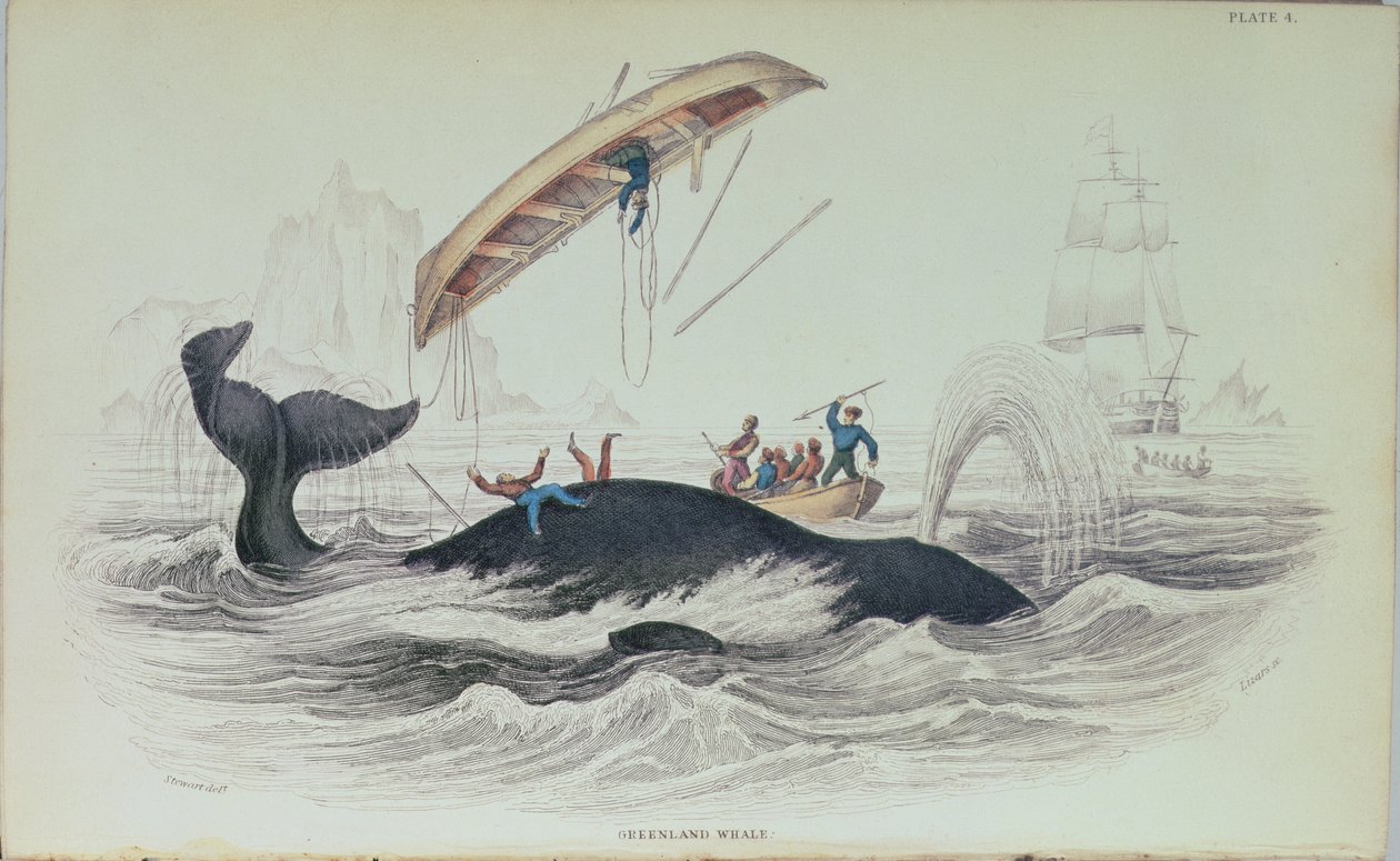 Grönlandwal, Buchillustration graviert von William Home Lizars (1788-1859) von James Stewart
