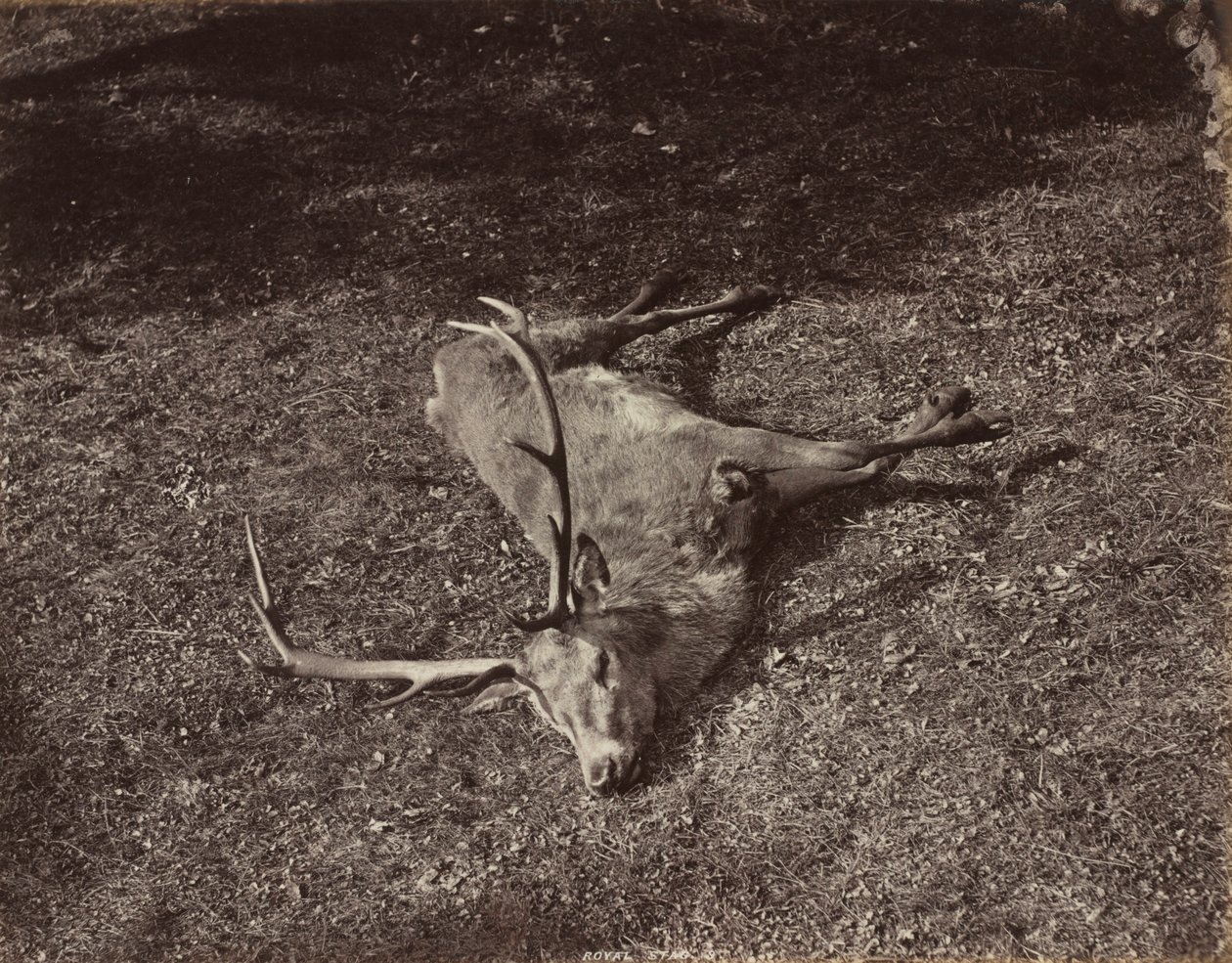 Der königliche Hirsch, ca. 1870 von James Valentine