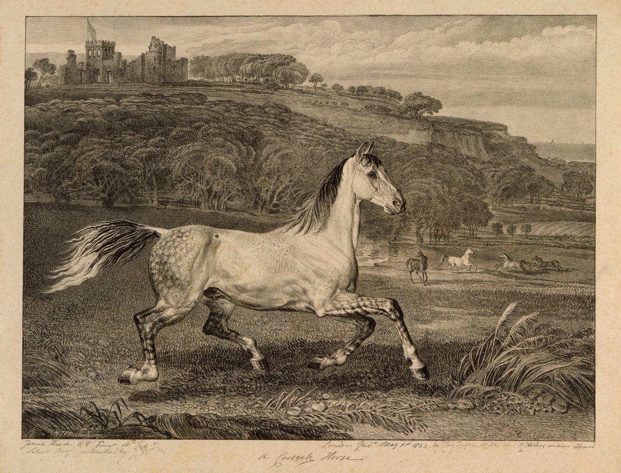 Kosakenpferd, aus Berühmte Pferde, eine Serie von vierzehn Rennbildern, veröffentlicht vom Künstler, 1823-24 von James Ward