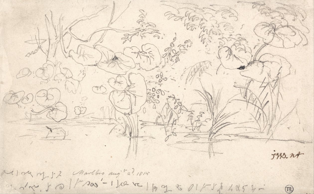 Studien von Pflanzen, 2. August 1815 von James Ward