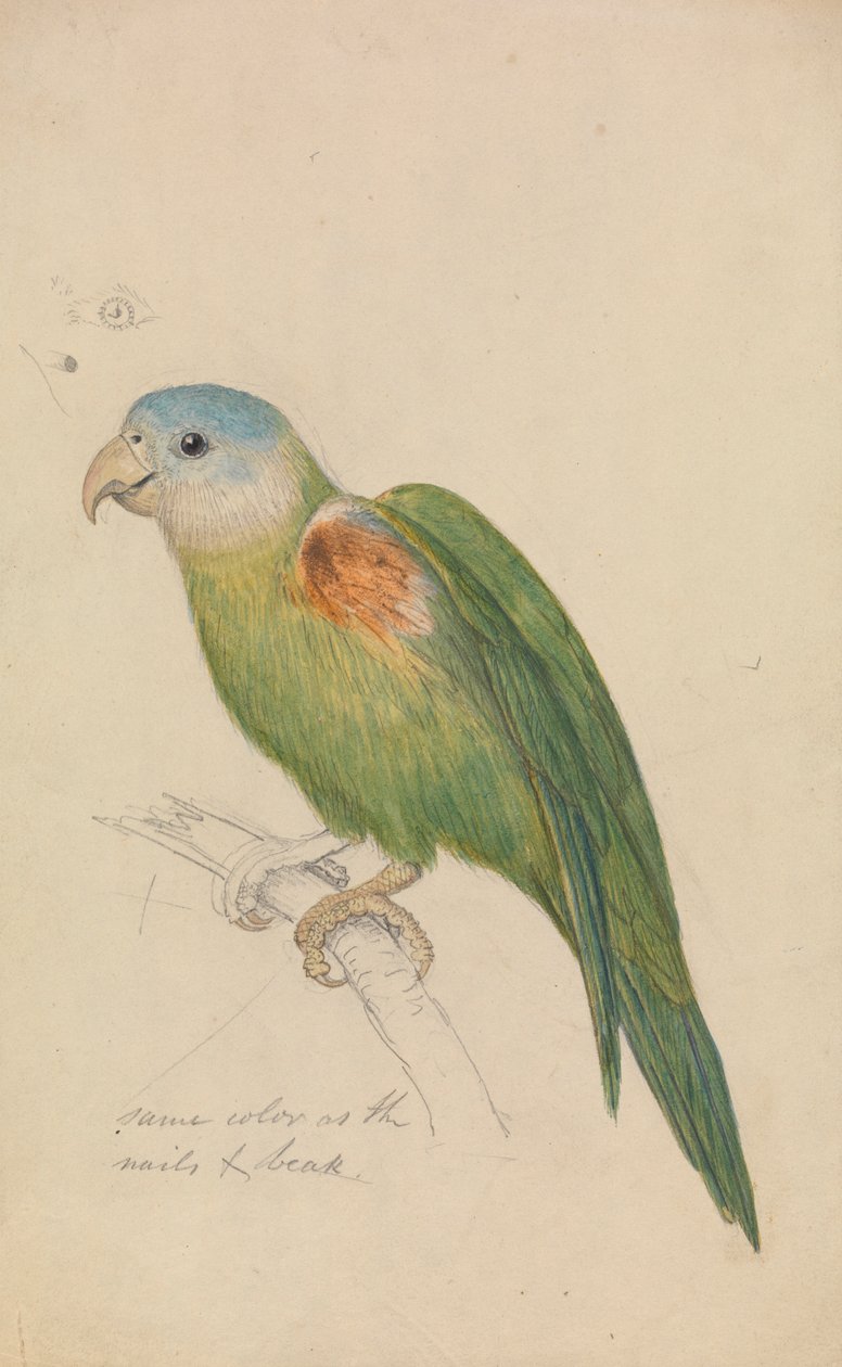 Ein Papagei von James de Carle Sowerby