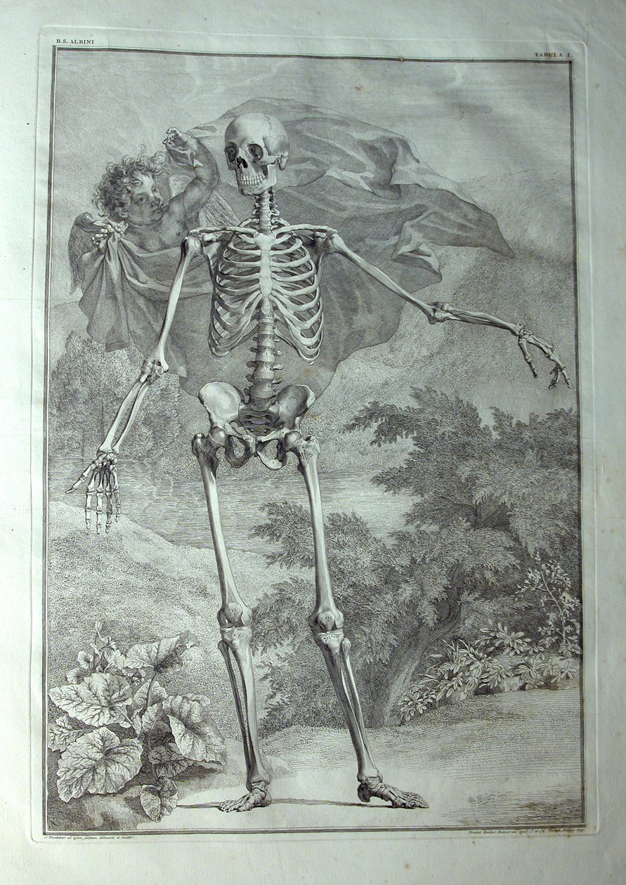 Albinus I, Pl. I: Skelett, Illustration aus 