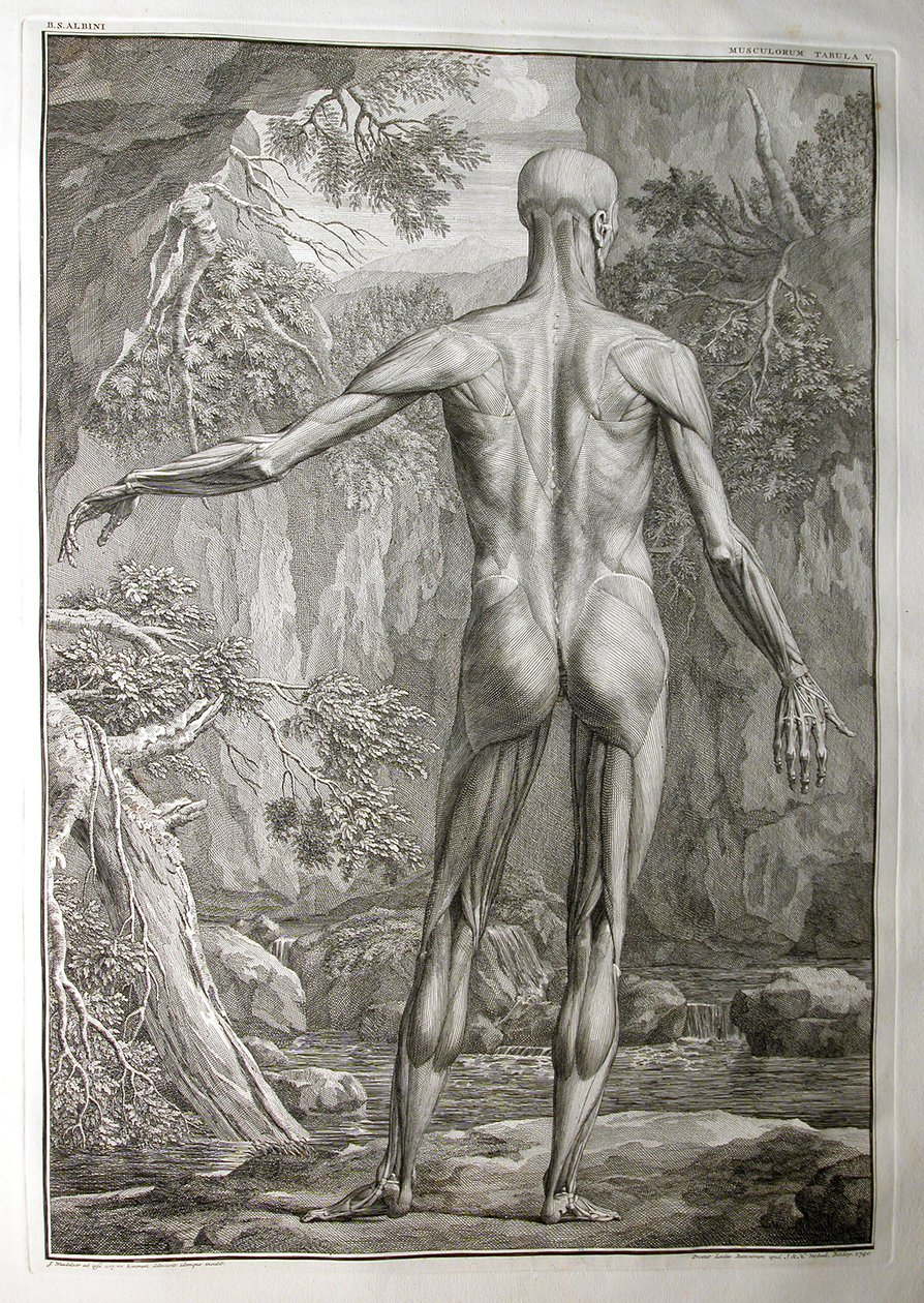 Albinus I, Tafel V: Muskulatur, Illustration aus 