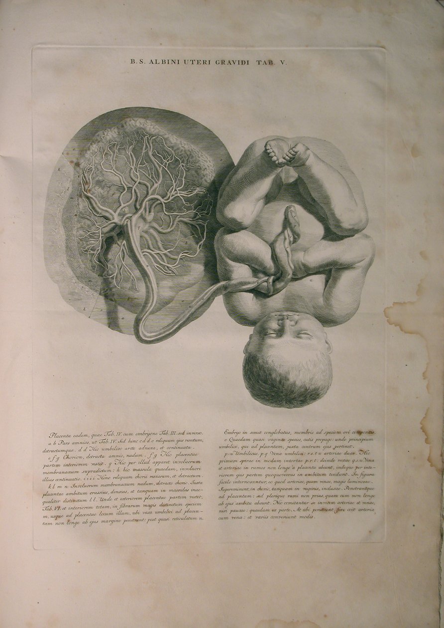 Albinus, Uterus II, Pl. V, Illustration aus 