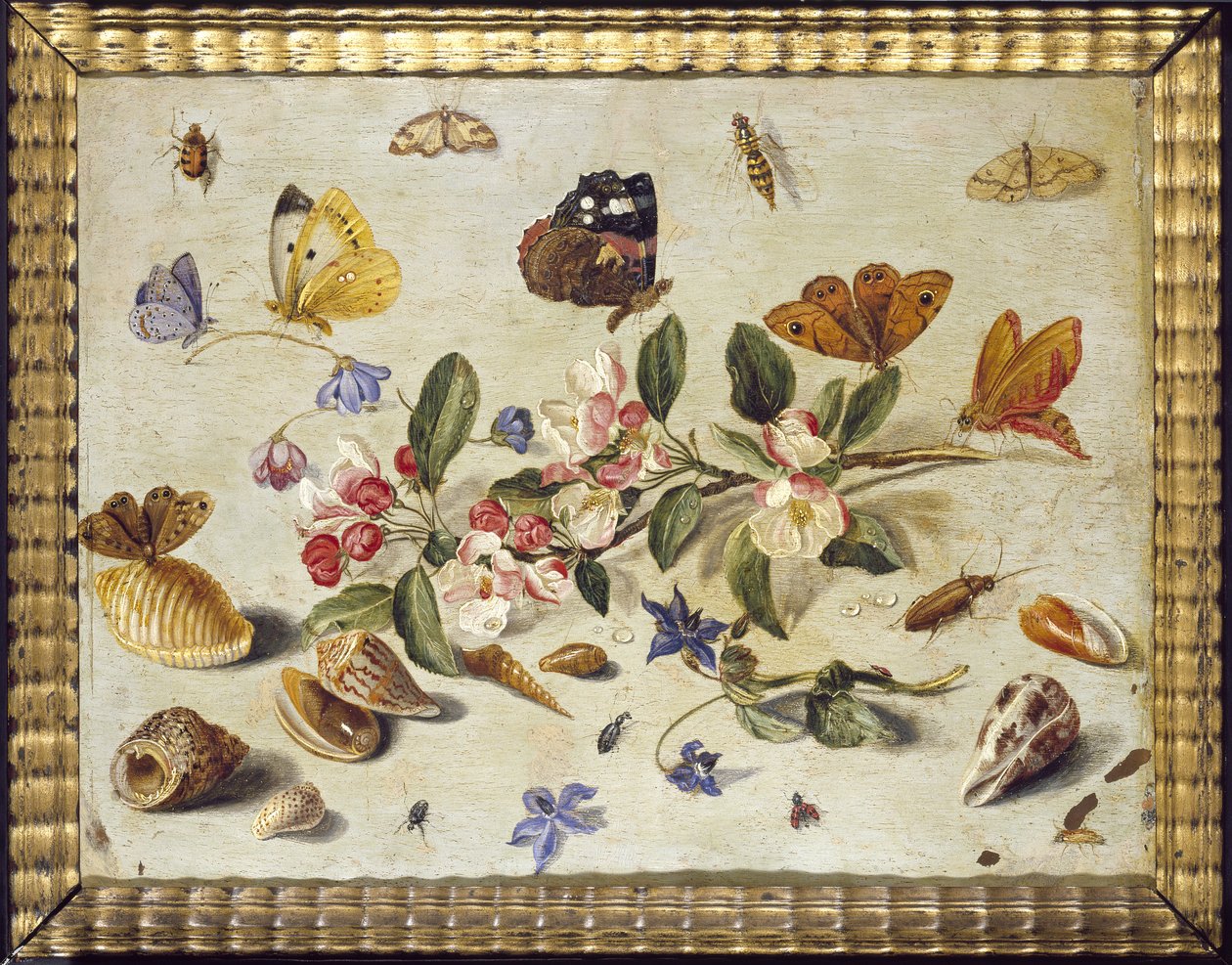 Eine Studie von Blumen und Insekten von Jan van Kessel the Elder