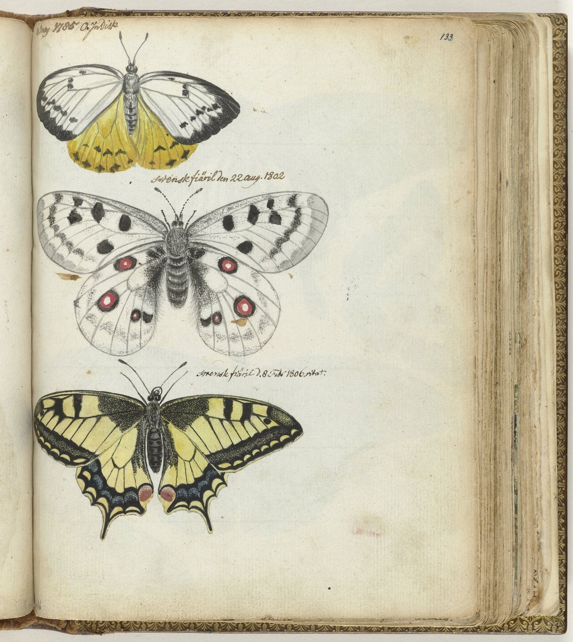 Indischer Schmetterling und schwedische Schmetterlinge von Jan Brandes