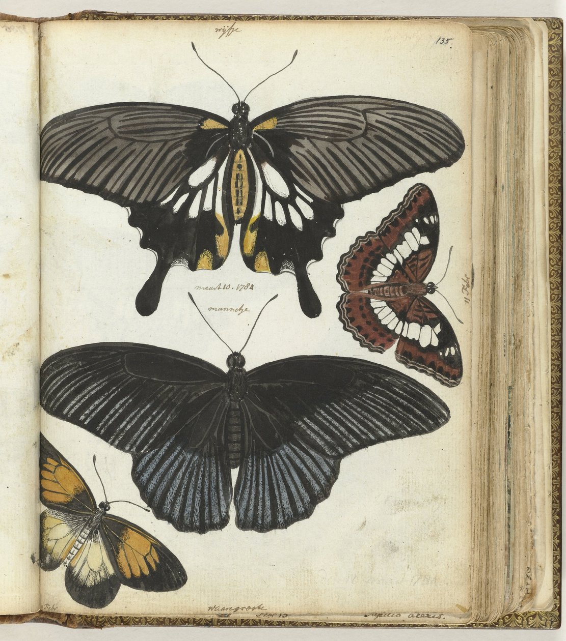 Indische Schmetterlinge von Jan Brandes