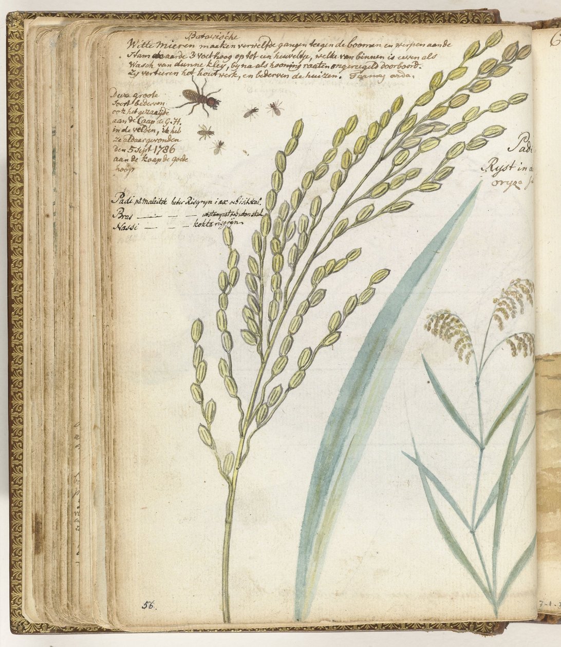 Ameisen und Reis von Jan Brandes