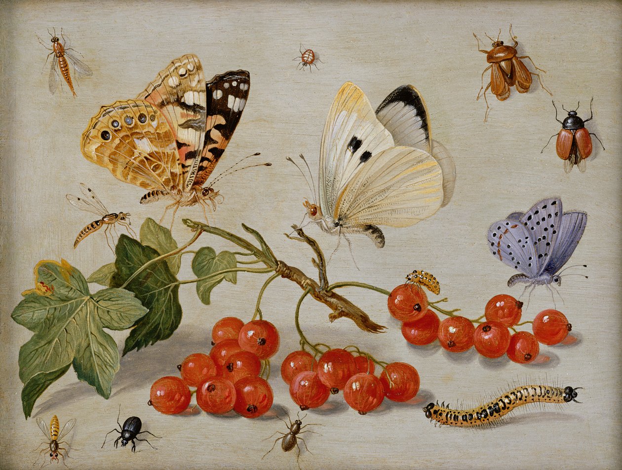 Ein Stillleben mit einem Zweig roter Johannisbeeren, Schmetterlingen, Käfern, Raupe und Insekten von Jan van Kessel the Elder