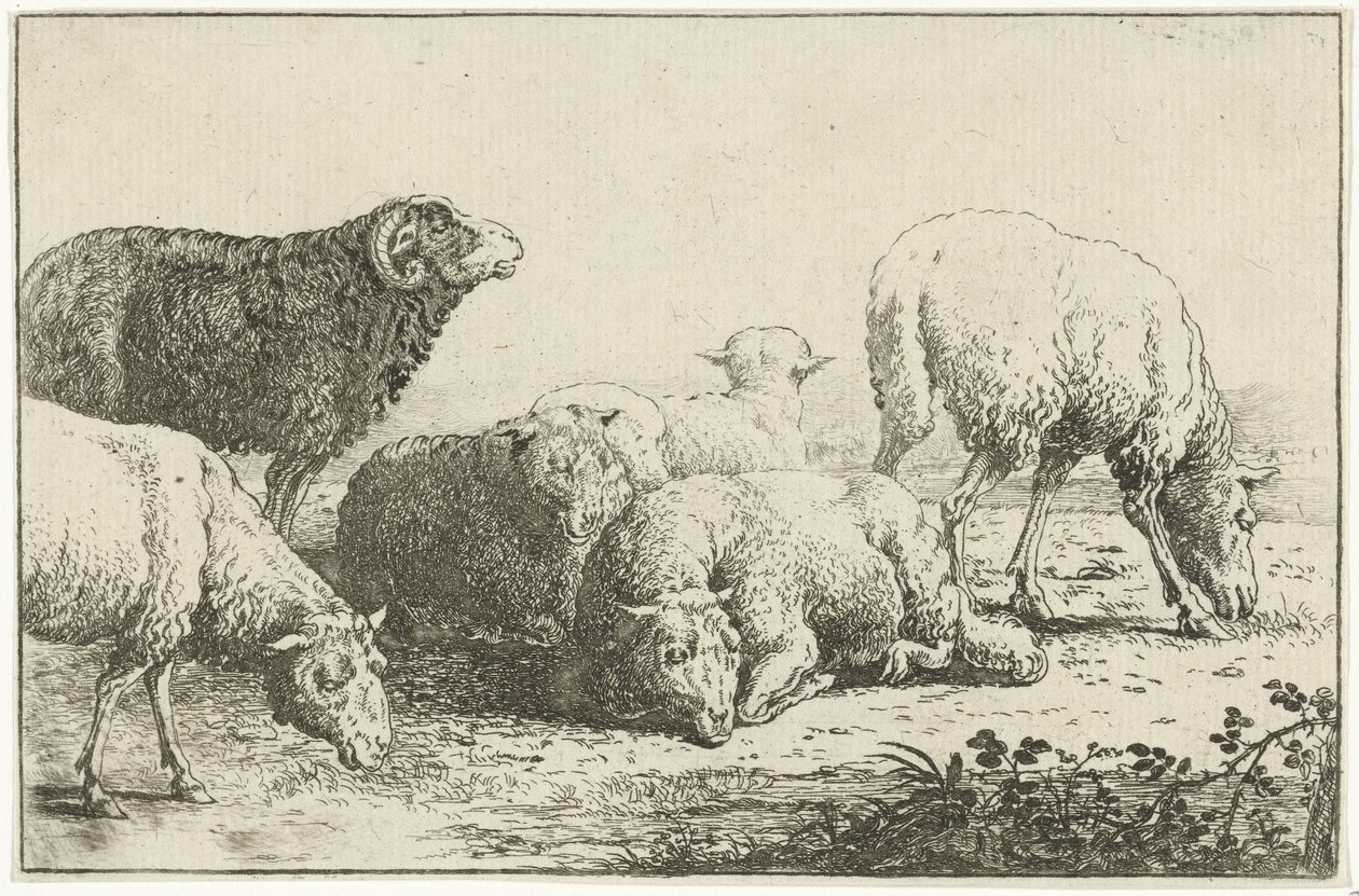 Schafe von Jan van den Hecke
