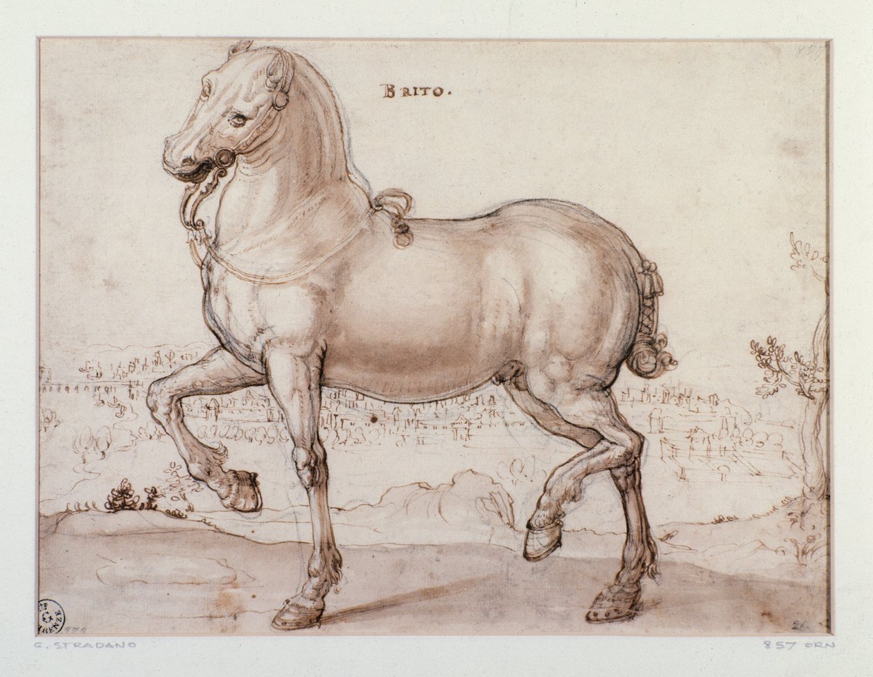 Studie für ein Pferd. Zeichnung von Giovanni Stradano (Jan van der Straet) (1523-1605). Florenz, Gabinetto Disegni e Stampe, Uffizien von Jan van der Straet