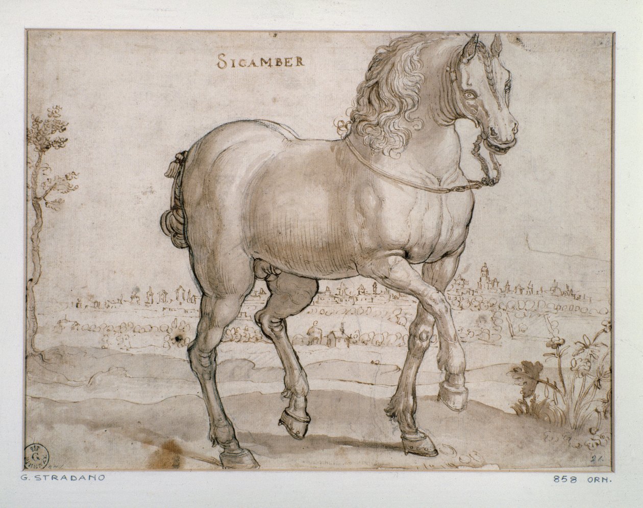 Studie für ein sicamber Pferd von Jan van der Straet