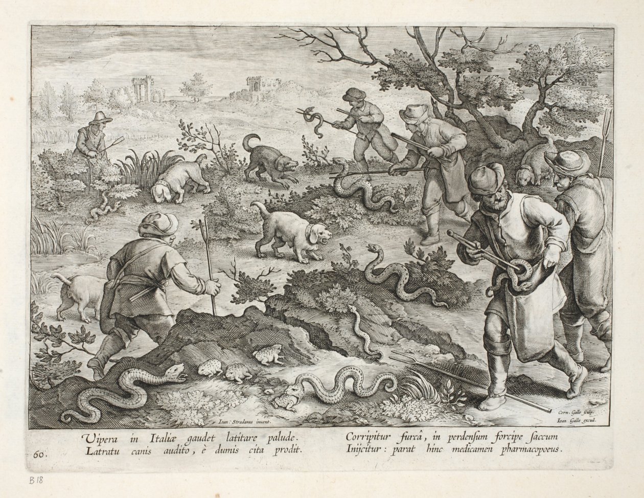 Italienische Vipern fressen Kröten, Tafel 60, Illustration aus 
