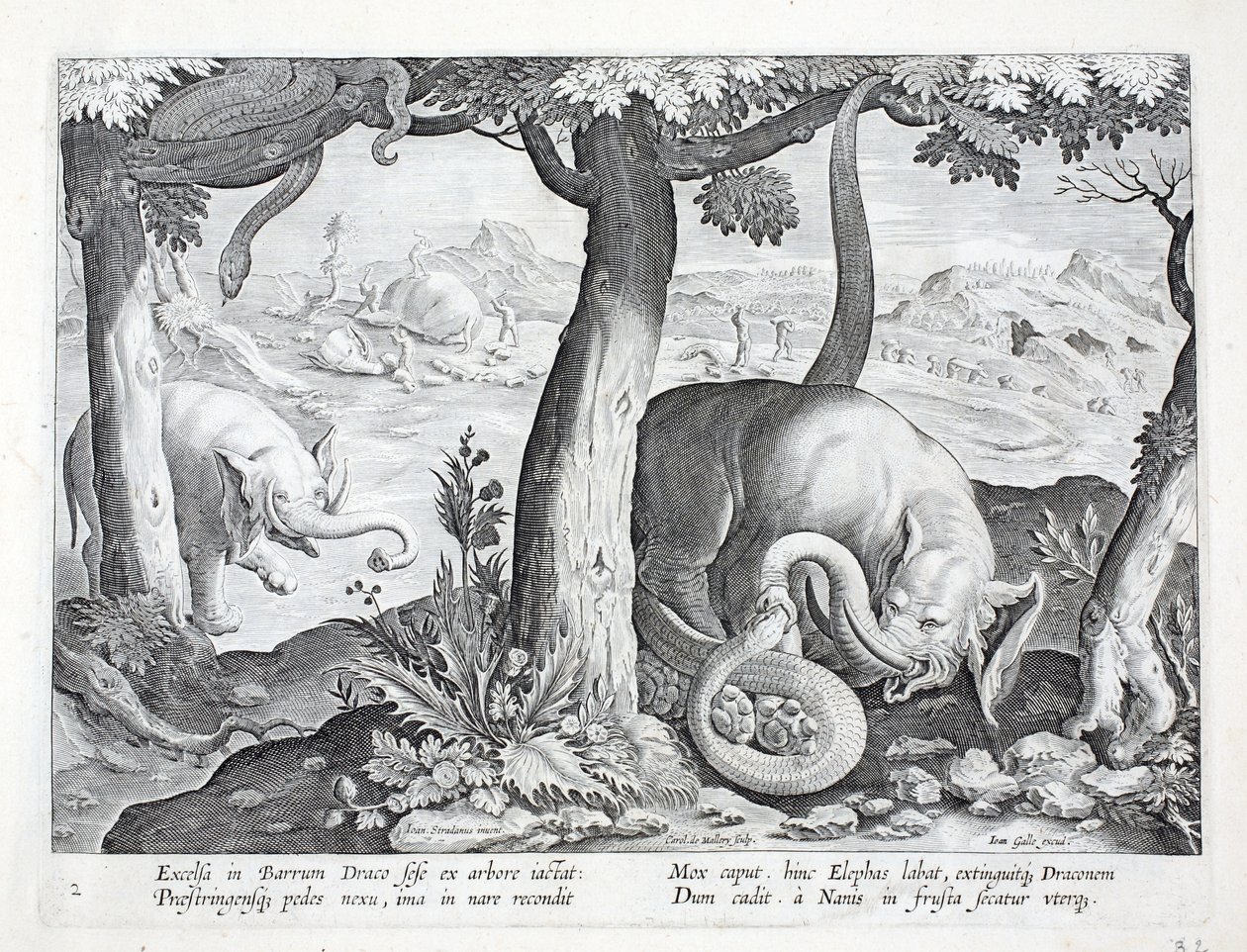 Schlange, die bei der Elefantenjagd verwendet wird, Illustration aus 