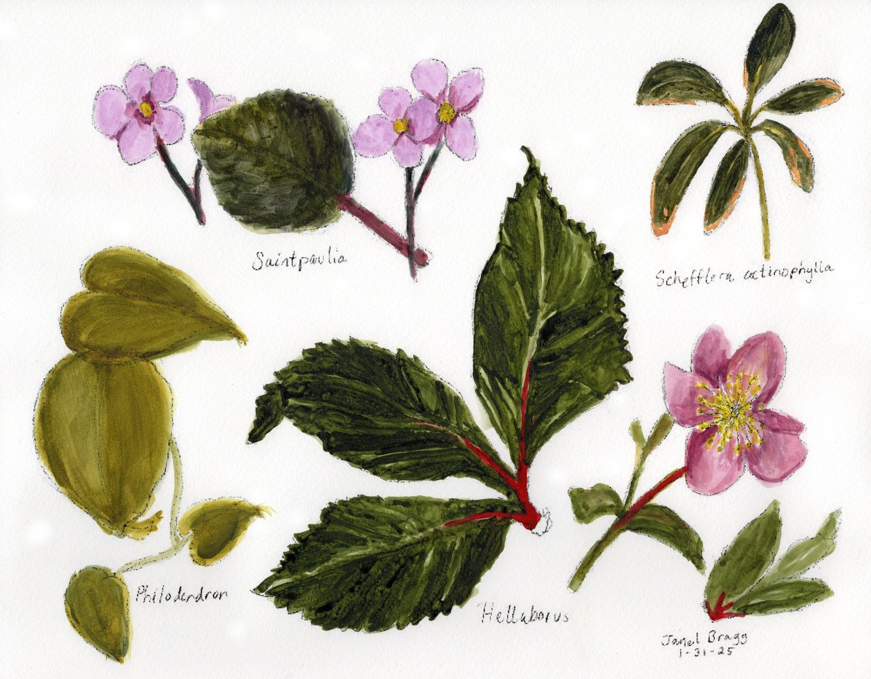 Botanische Illustration mit Grün und Rosa, ca. 2025 von Janel Bragg