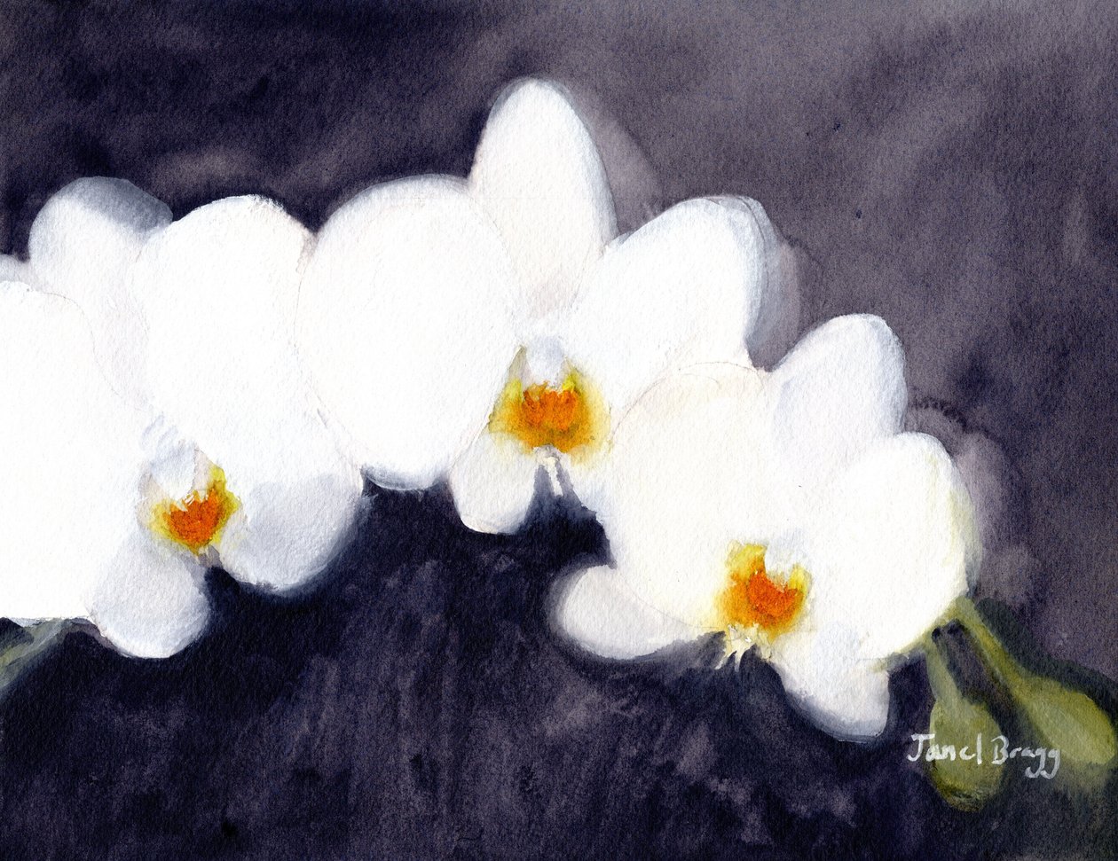 Weiße Phalaenopsis-Orchidee, ca. 2021 von Janel Bragg